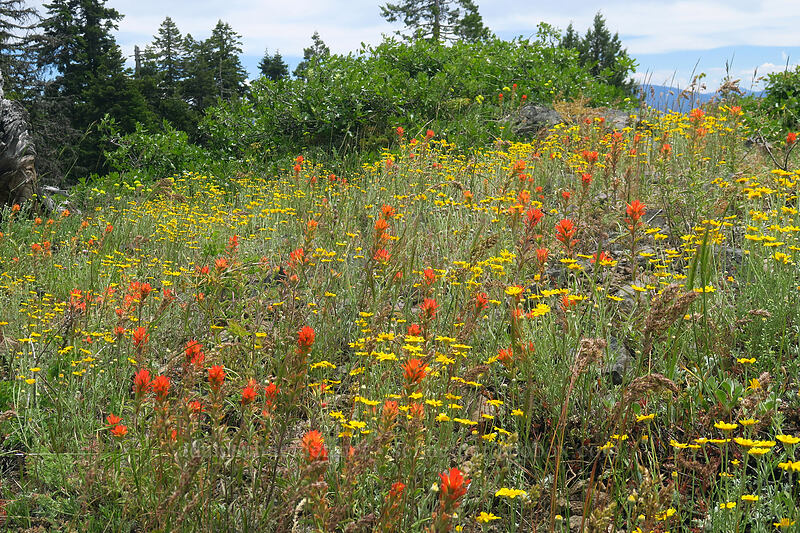 frosted paintbrush & Oregon sunshine (Castilleja pruinosa, Eriophyllum lanatum var. achilleoides) [Boccard Point Trail, Soda Mountain Wilderness, Jackson County, Oregon]