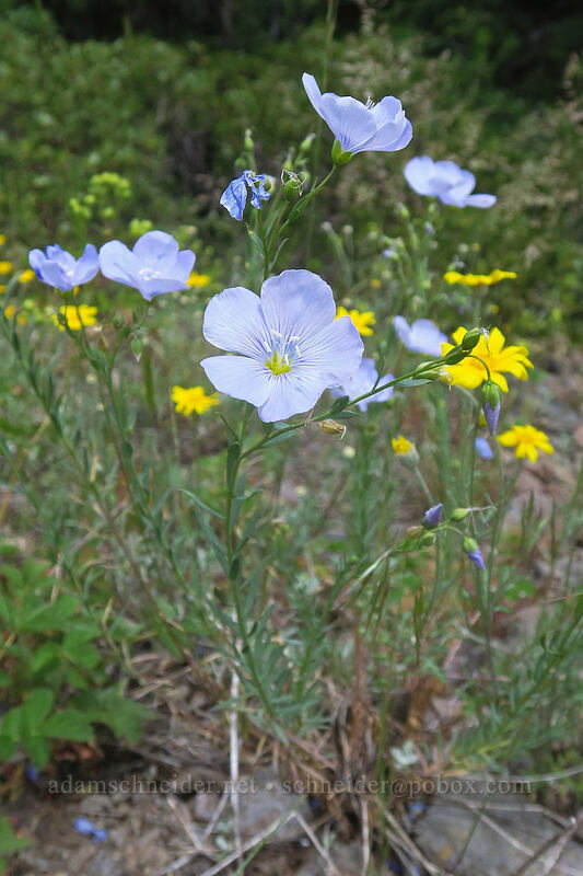 flax & Oregon sunshine (Linum lewisii (Linum perenne var. lewisii), Eriophyllum lanatum) [Boccard Point Trail, Soda Mountain Wilderness, Jackson County, Oregon]