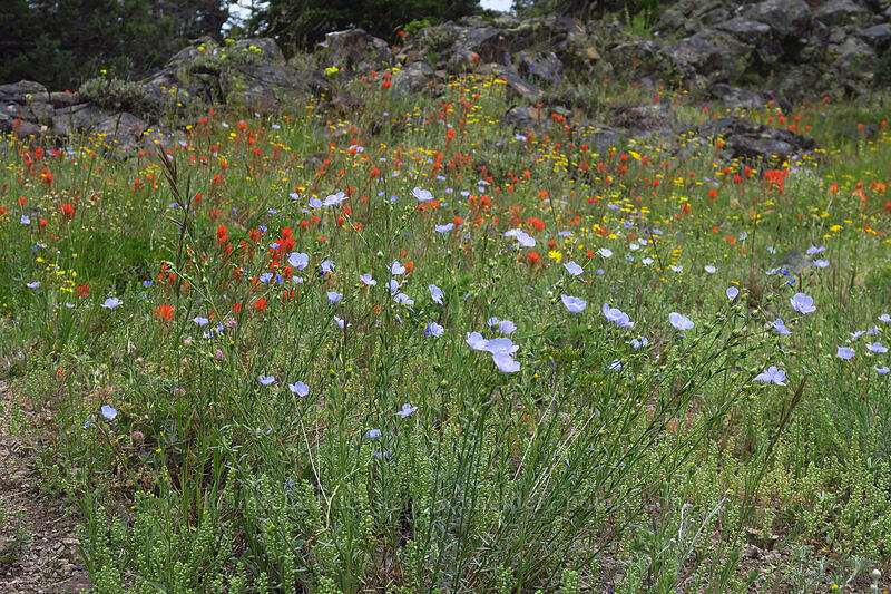 wildflowers (Linum lewisii (Linum perenne var. lewisii), Castilleja miniata, Eriophyllum lanatum) [Boccard Point Trail, Soda Mountain Wilderness, Jackson County, Oregon]