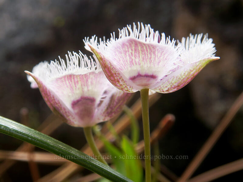 mariposa lily (Calochortus sp.) [Boccard Point, Soda Mountain Wilderness, Jackson County, Oregon]