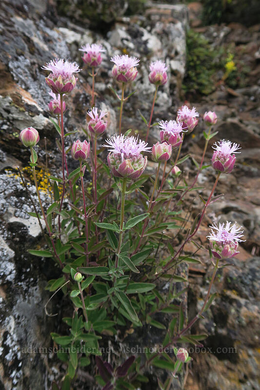 coyote mint (Monardella odoratissima ssp. glauca) [Boccard Point, Soda Mountain Wilderness, Jackson County, Oregon]
