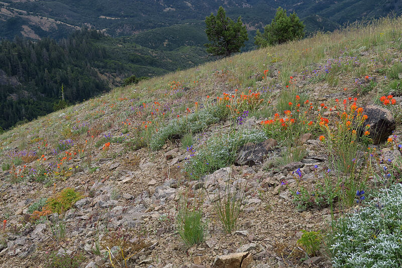 wildflowers (Castilleja sp., Penstemon sp., Eriogonum sp.) [Boccard Point, Soda Mountain Wilderness, Jackson County, Oregon]