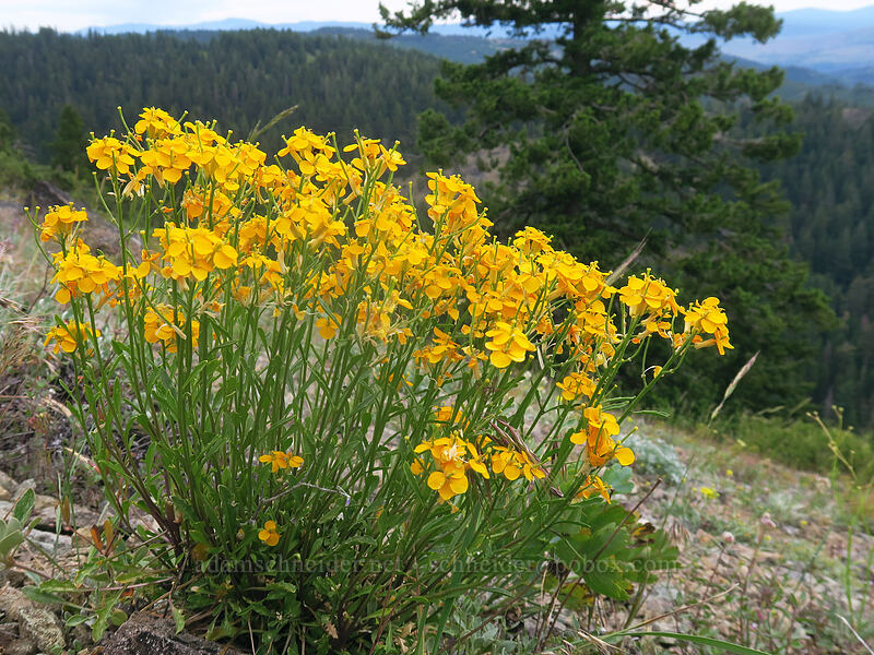 huge clump of wallflower (Erysimum sp.) [Boccard Point, Soda Mountain Wilderness, Jackson County, Oregon]