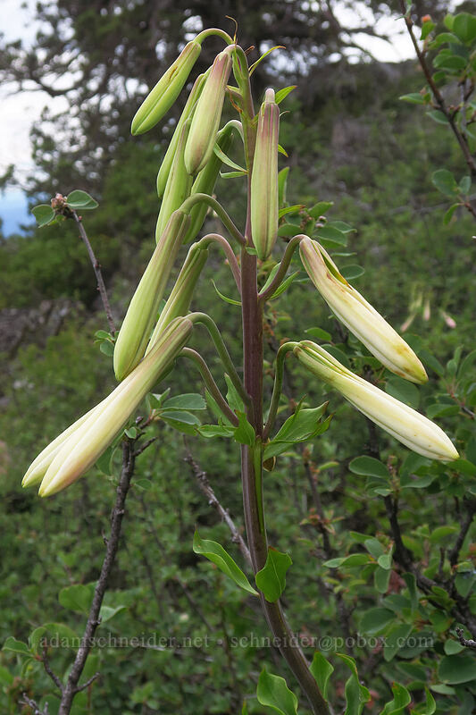 Washington lily (Lilium washingtonianum) [Boccard Point, Soda Mountain Wilderness, Jackson County, Oregon]