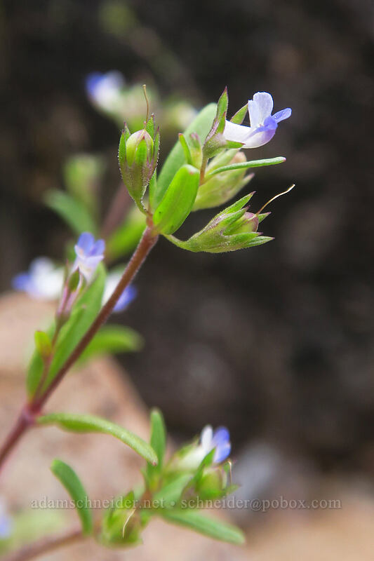 small blue-eyed-Mary (Collinsia parviflora) [Boccard Point, Soda Mountain Wilderness, Jackson County, Oregon]