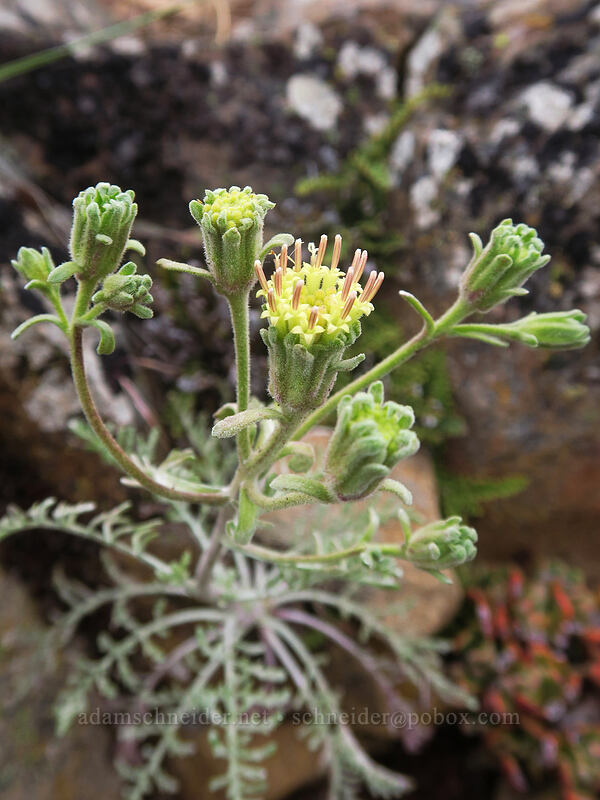 Douglas' pincushion (Chaenactis douglasii) [Boccard Point, Soda Mountain Wilderness, Jackson County, Oregon]