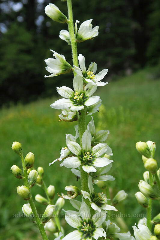 California corn lilies (Veratrum californicum) [Boccard Point Trail, Soda Mountain Wilderness, Jackson County, Oregon]