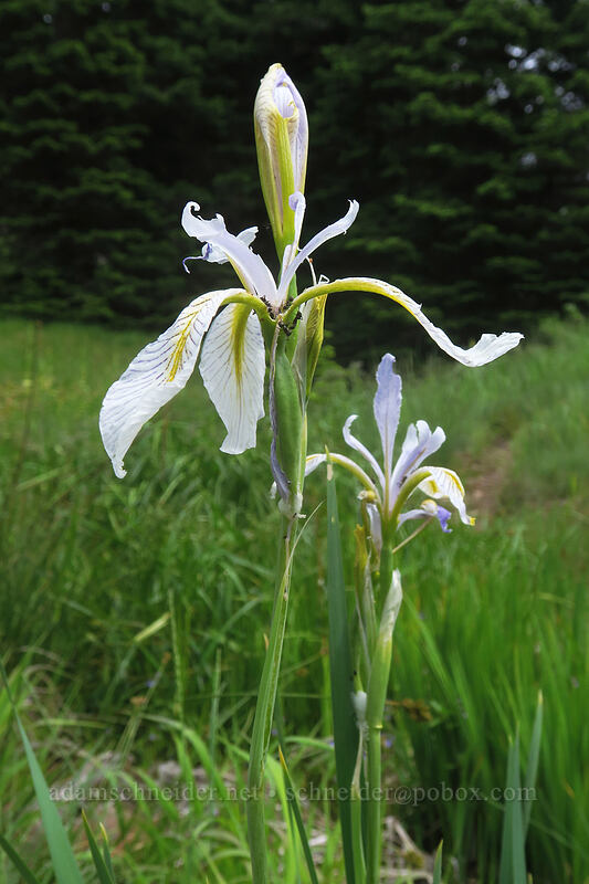 western blue flag iris (Iris missouriensis) [Boccard Point Trail, Soda Mountain Wilderness, Jackson County, Oregon]