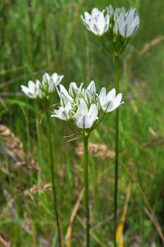 white brodiaea (Triteleia hyacinthina (Brodiaea hyacinthina)) [Boccard Point Trail, Soda Mountain Wilderness, Jackson County, Oregon]