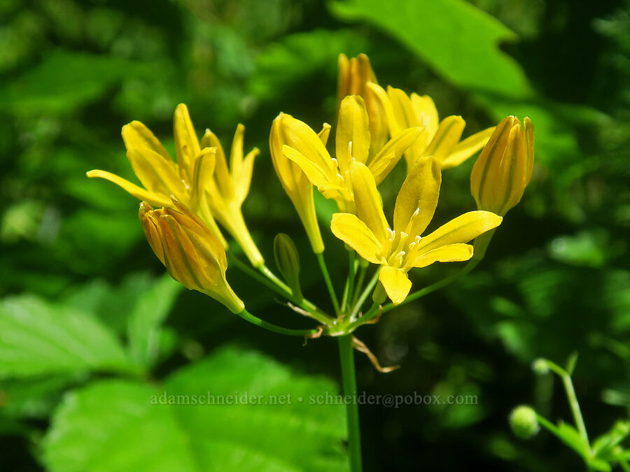 yellow triplet-lily (Triteleia crocea (Brodiaea crocea)) [Cook and Green Pass, Rogue River-Siskiyou National Forest, Siskiyou County, California]