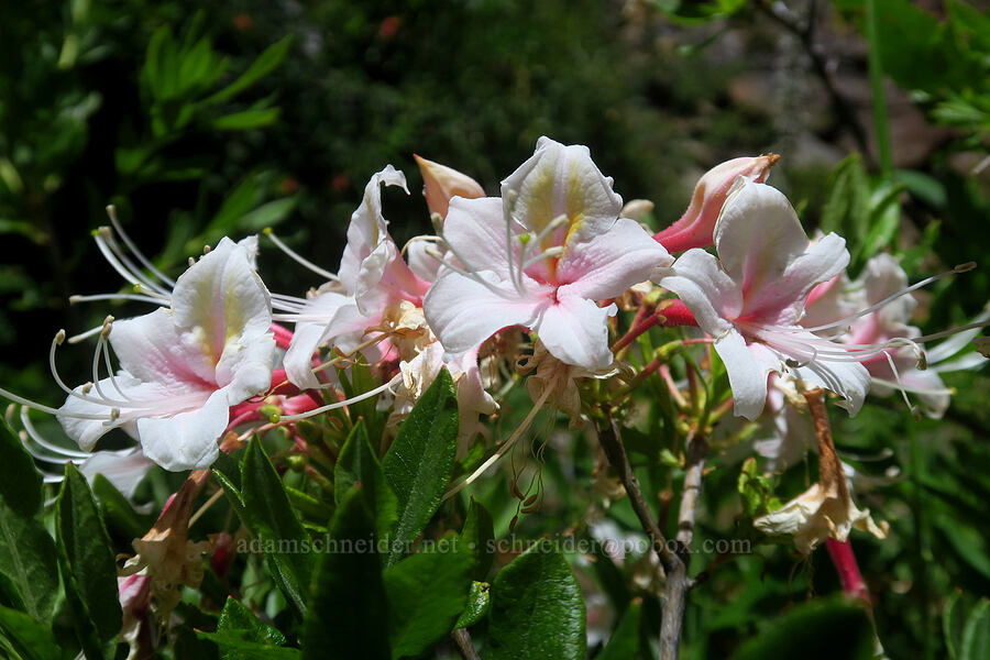 western azalea (Rhododendron occidentale) [Pacific Crest Trail, Klamath National Forest, Siskiyou County, California]