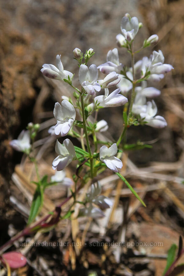 narrow-leaf blue-eyed-mary (Collinsia linearis) [Pacific Crest Trail, Klamath National Forest, Siskiyou County, California]