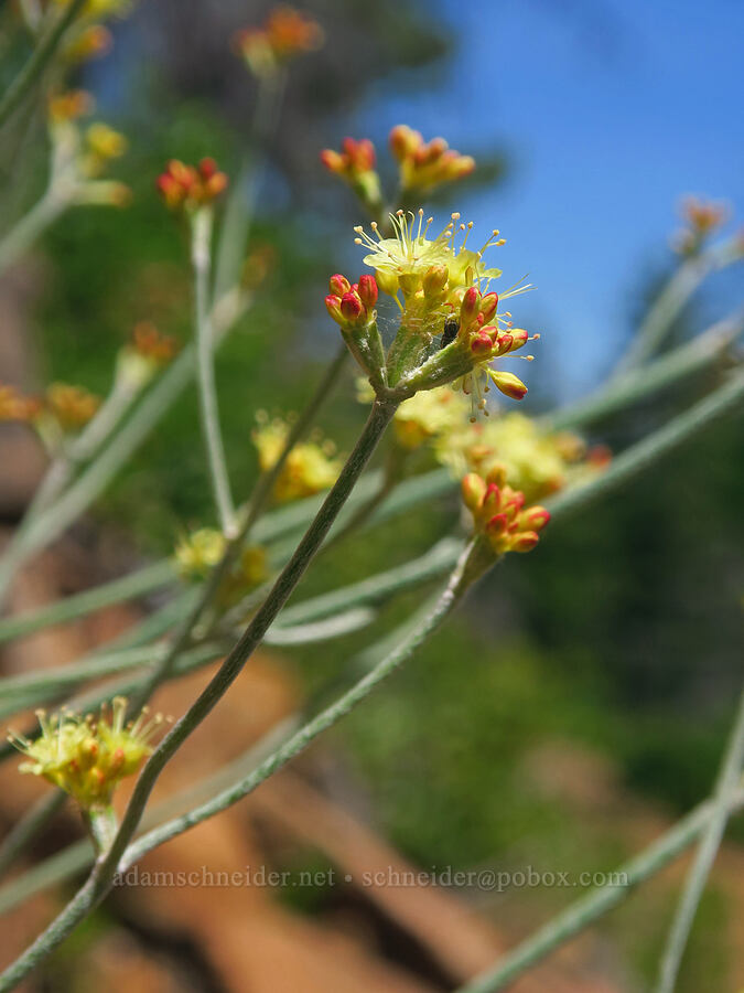 Harford's buckwheat (Eriogonum nudum var. oblongifolium) [Pacific Crest Trail, Klamath National Forest, Siskiyou County, California]