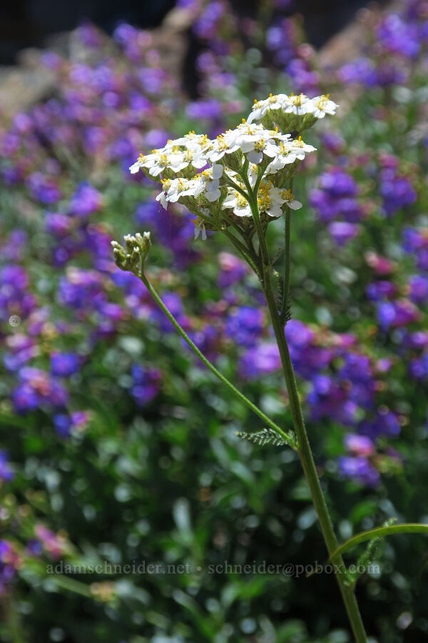 yarrow (Achillea millefolium) [Pacific Crest Trail, Klamath National Forest, Siskiyou County, California]