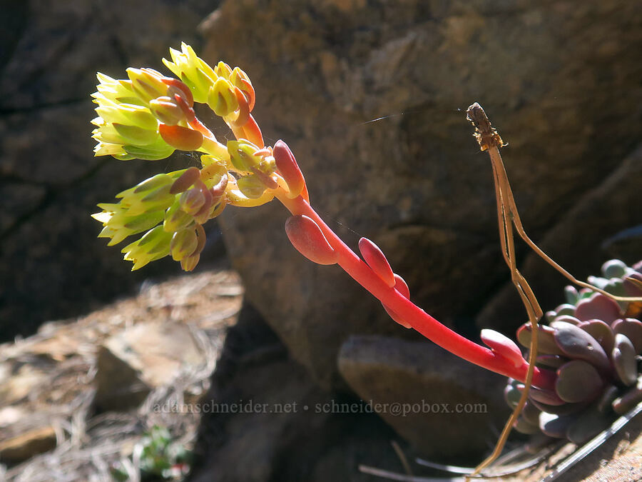creamy stonecrop (Sedum oregonense) [Pacific Crest Trail, Klamath National Forest, Siskiyou County, California]