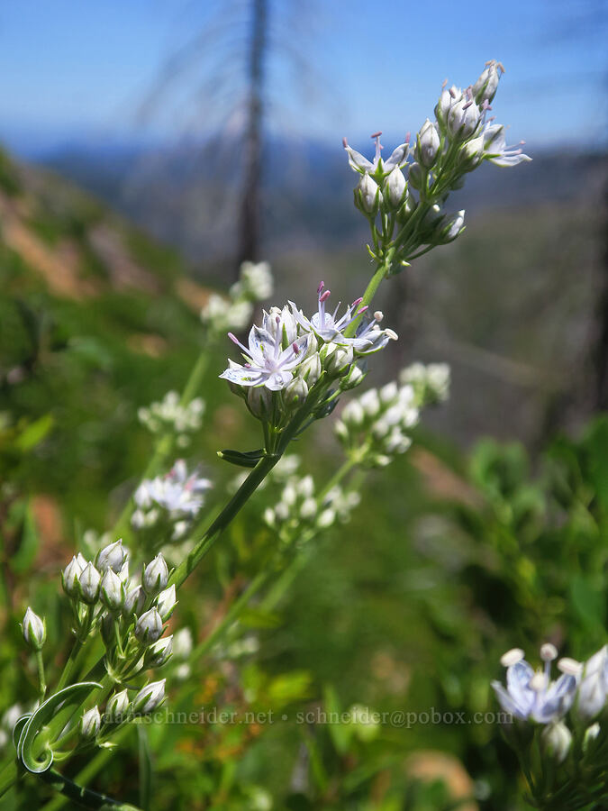 white-stem elkweed (Frasera albicaulis var. nitida (Swertia nitida)) [Pacific Crest Trail, Klamath National Forest, Siskiyou County, California]