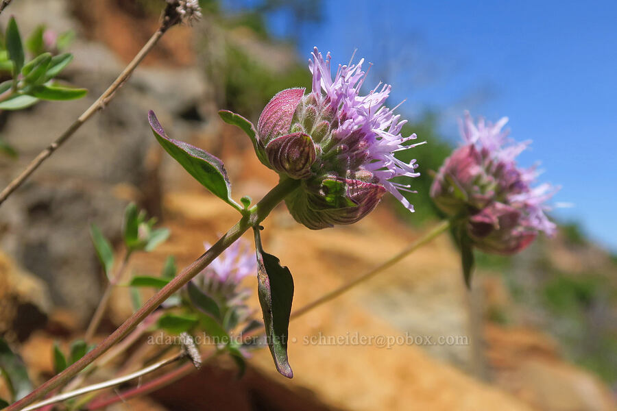coyote mint (Monardella odoratissima) [Pacific Crest Trail, Klamath National Forest, Siskiyou County, California]