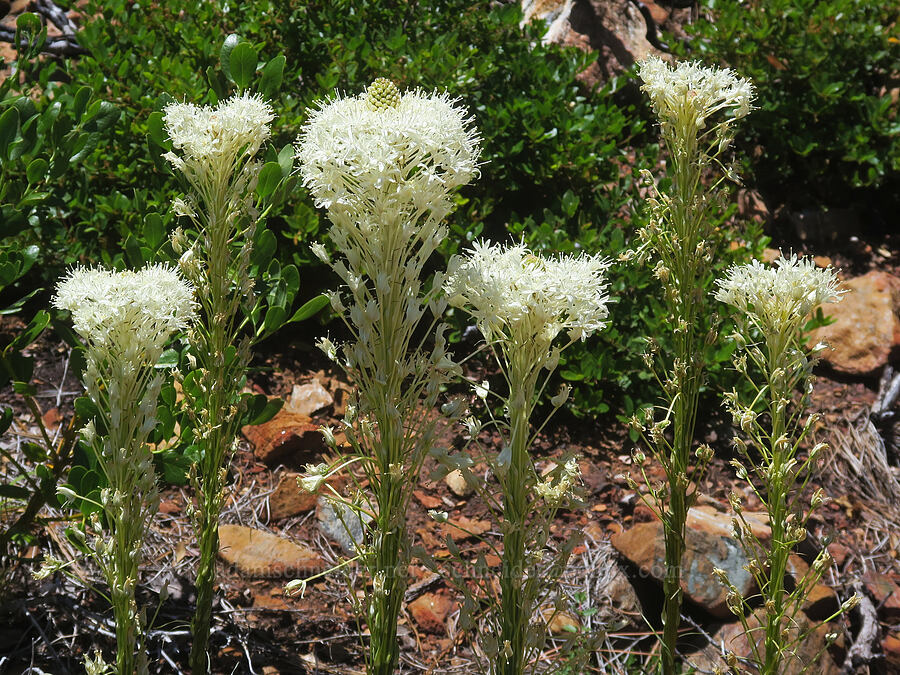 flat-topped beargrass (Xerophyllum tenax) [Pacific Crest Trail, Klamath National Forest, Siskiyou County, California]