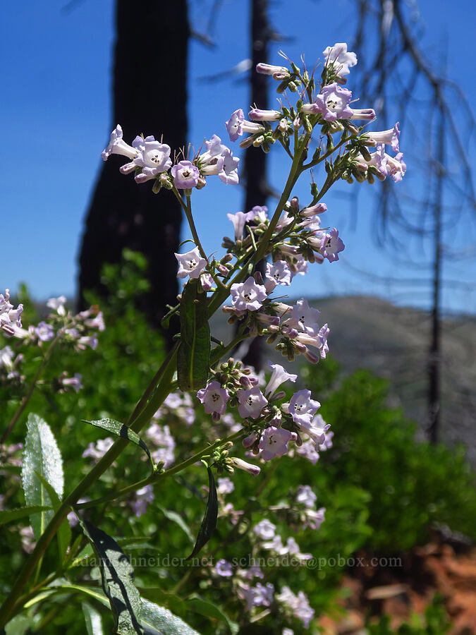 yerba santa (Eriodictyon californicum (Wigandia californica)) [Pacific Crest Trail, Klamath National Forest, Siskiyou County, California]