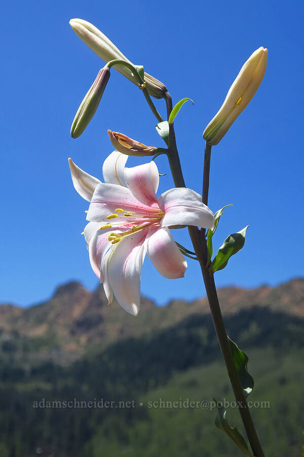 Washington lily (Lilium washingtonianum) [Forest Road 47N80, Klamath National Forest, Siskiyou County, California]
