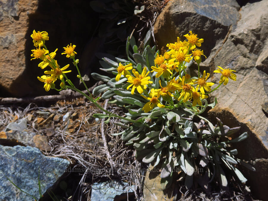 Siskiyou ragwort (Packera macounii (Senecio fastigatus)) [Forest Road 47N80, Klamath National Forest, Siskiyou County, California]