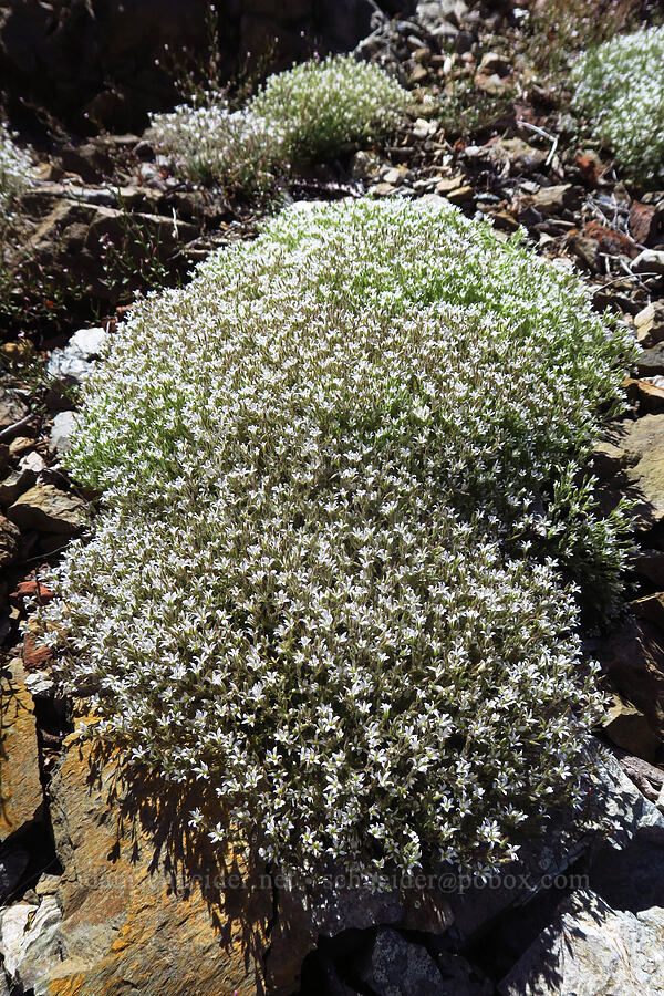 Nuttall's sandwort (Minuartia nuttallii var. gregaria (Sabulina nuttallii var. gregaria)) [Forest Road 47N80, Klamath National Forest, Siskiyou County, California]