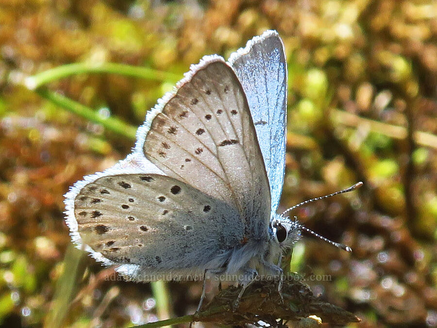 greenish blue butterfly (Icaricia saepiolus (Plebejus saepiolus)) [Forest Road 47N80, Klamath National Forest, Siskiyou County, California]