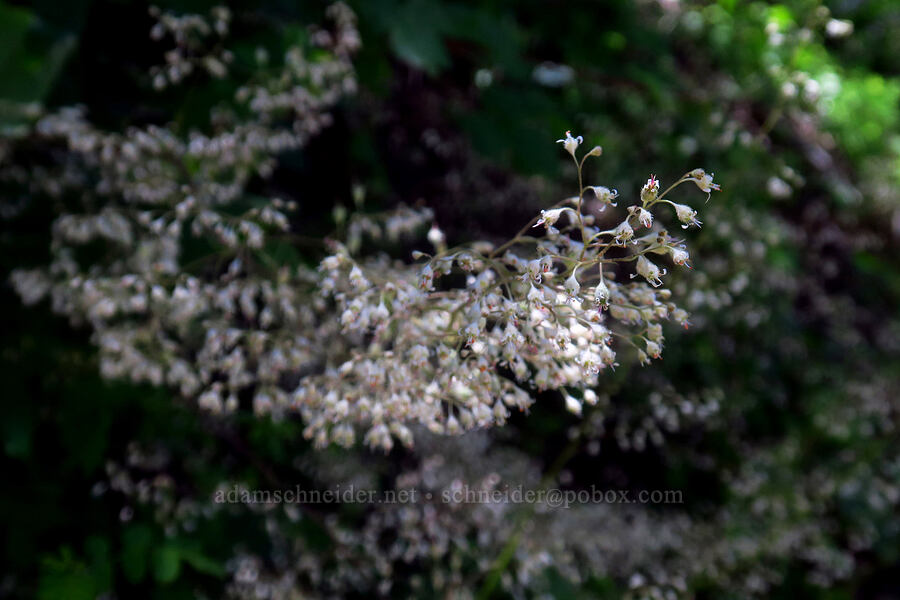 small-flowered alumroot (Heuchera micrantha) [Forest Road 47N80, Klamath National Forest, Siskiyou County, California]
