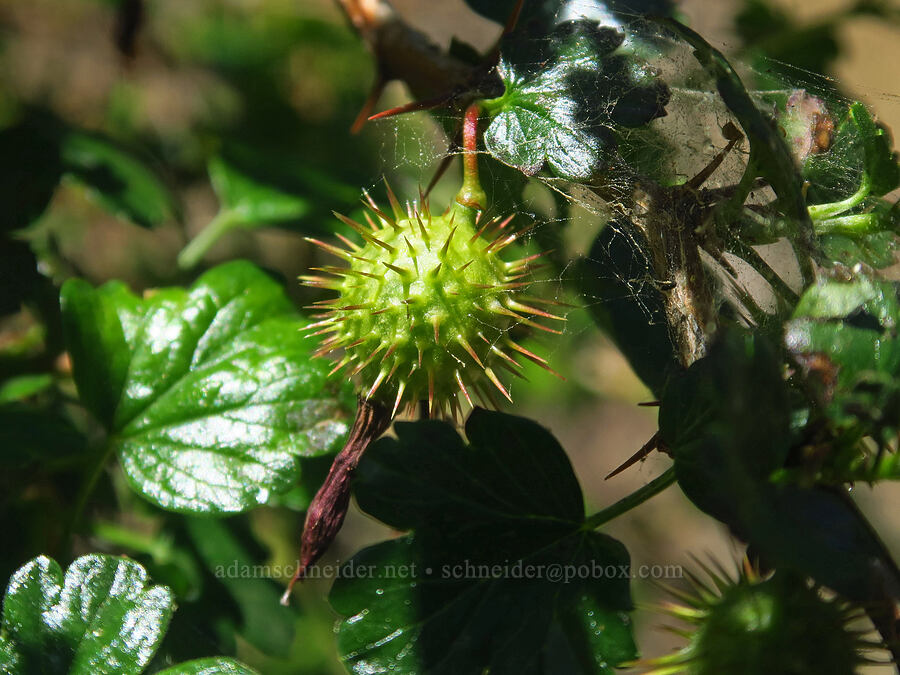 Sierra gooseberry (Ribes roezlii) [Forest Road 47N80, Klamath National Forest, Siskiyou County, California]