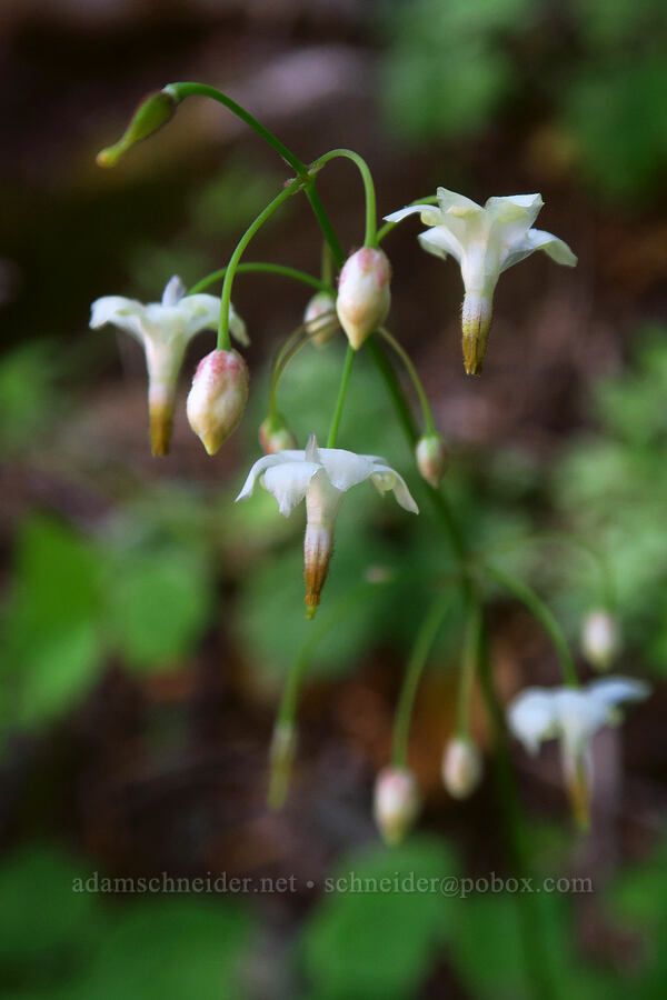inside-out flower (Vancouveria hexandra) [Forest Road 47N80, Klamath National Forest, Siskiyou County, California]