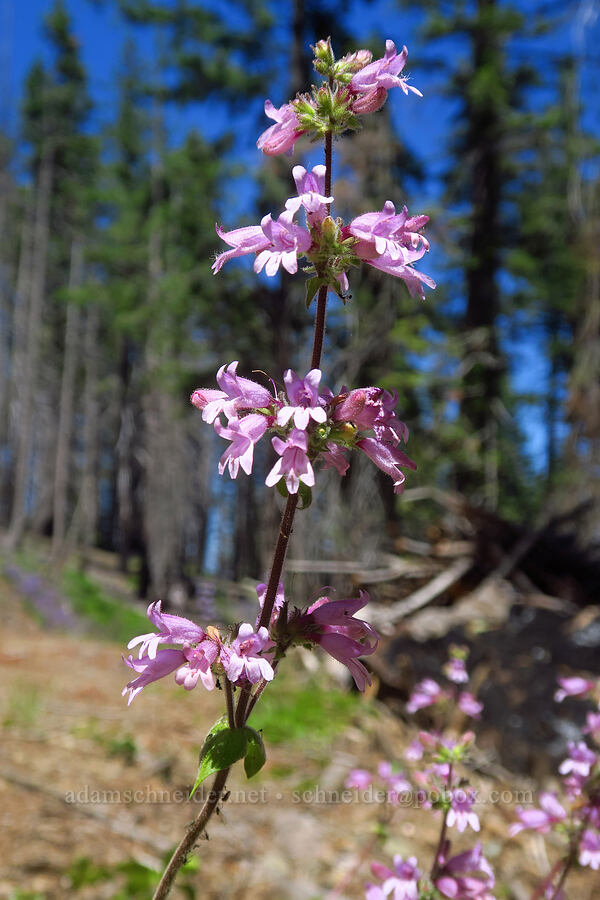 pink Siskiyou penstemon (Penstemon anguineus) [Forest Road 47N80, Klamath National Forest, Siskiyou County, California]