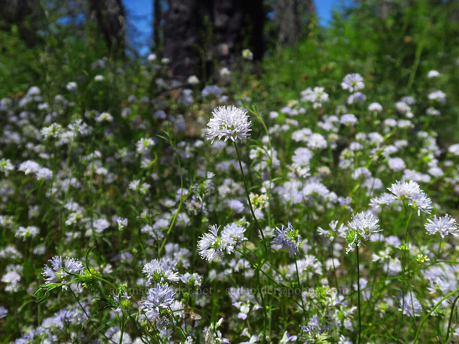 blue-head gilia (Gilia capitata) [Pacific Crest Trail, Klamath National Forest, Siskiyou County, California]