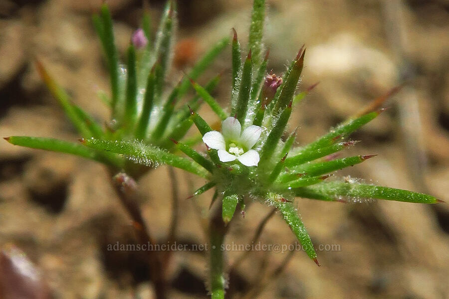 needle-leaf navarretia (Navarretia intertexta) [Pacific Crest Trail, Klamath National Forest, Siskiyou County, California]