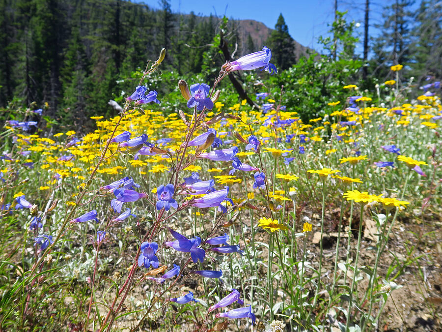 mountain blue penstemon & Oregon sunshine (Penstemon laetus var. sagittatus, Eriophyllum lanatum) [Pacific Crest Trail, Klamath National Forest, Siskiyou County, California]