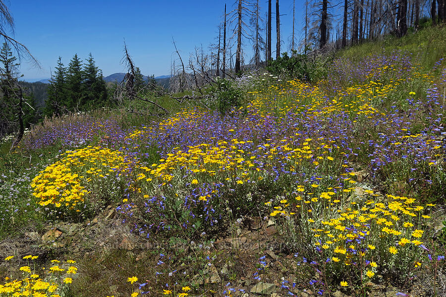 wildflowers (Penstemon laetus var. sagittatus, Eriophyllum lanatum, Gilia capitata, Lupinus albicaulis) [Pacific Crest Trail, Klamath National Forest, Siskiyou County, California]