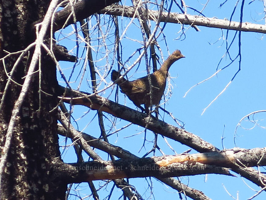 sooty grouse (female) (Dendragapus fuliginosus) [Pacific Crest Trail, Klamath National Forest, Siskiyou County, California]