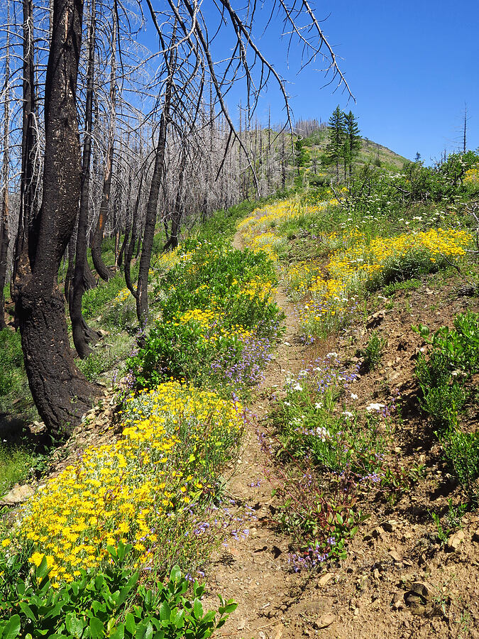 trail through wildflowers (Eriophyllum lanatum, Penstemon laetus var. sagittatus, Achillea millefolium) [Pacific Crest Trail, Klamath National Forest, Siskiyou County, California]