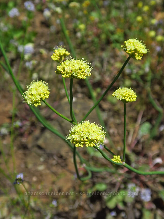 naked buckwheat (Eriogonum nudum var. nudum) [Pacific Crest Trail, Klamath National Forest, Siskiyou County, California]