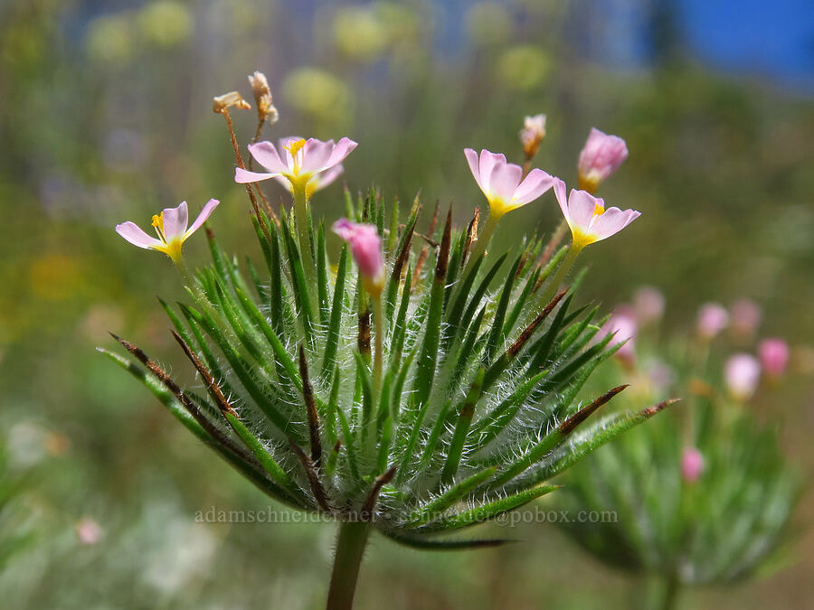 whiskerbrush (Leptosiphon ciliatus (Linanthus ciliatus)) [Pacific Crest Trail, Klamath National Forest, Siskiyou County, California]