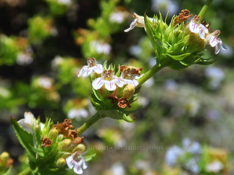 hot-rock penstemon (Penstemon deustus var. suffrutescens) [Pacific Crest Trail, Klamath National Forest, Siskiyou County, California]