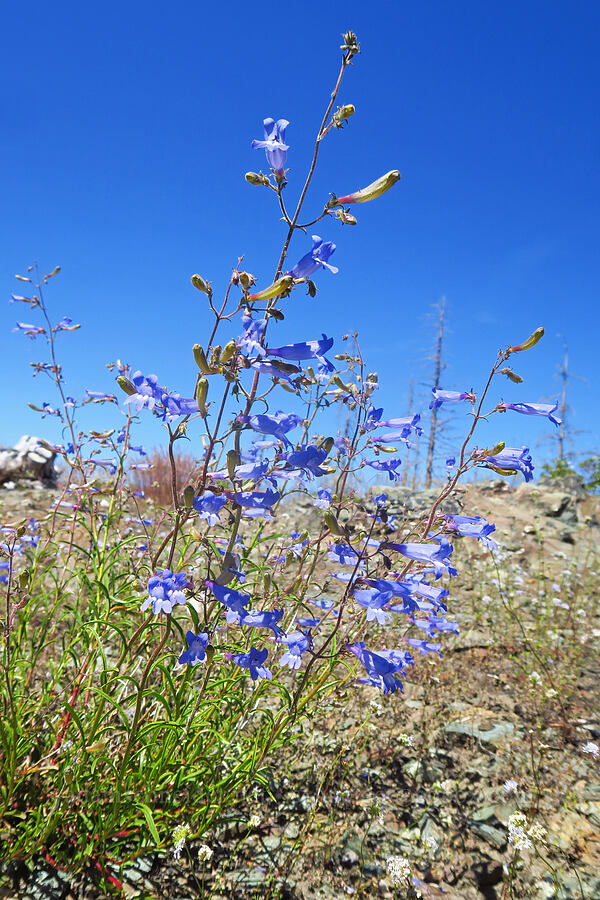 mountain blue penstemon (Penstemon laetus var. sagittatus) [Pacific Crest Trail, Klamath National Forest, Siskiyou County, California]