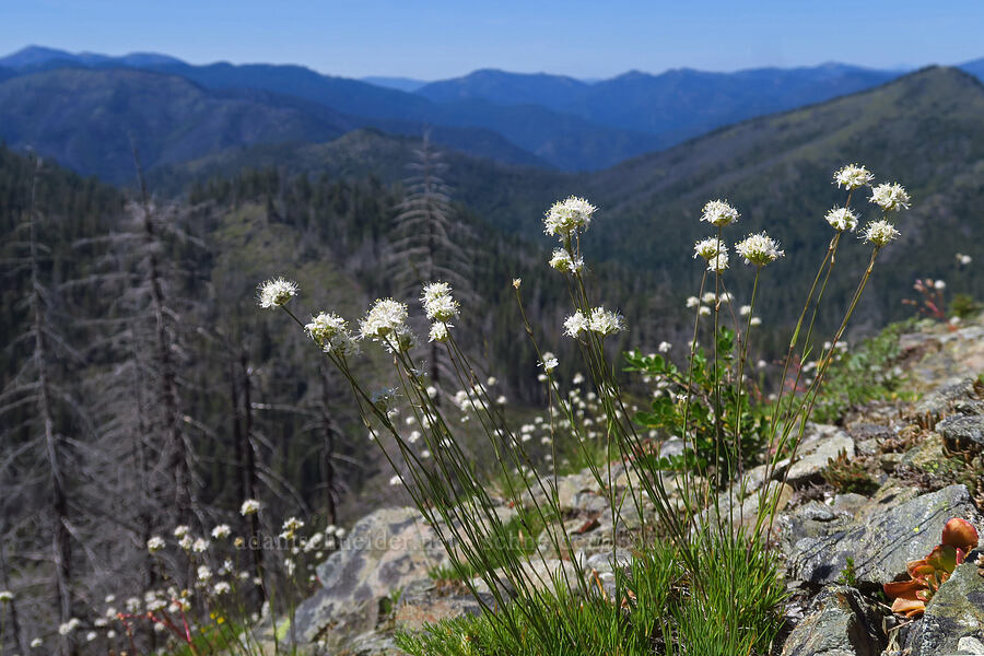 ball-head sandwort (Eremogone congesta (Arenaria congesta)) [Pacific Crest Trail, Klamath National Forest, Siskiyou County, California]