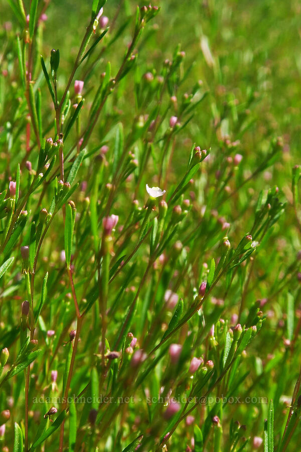 spreading groundsmoke (Gayophytum diffusum) [Pacific Crest Trail, Klamath National Forest, Siskiyou County, California]