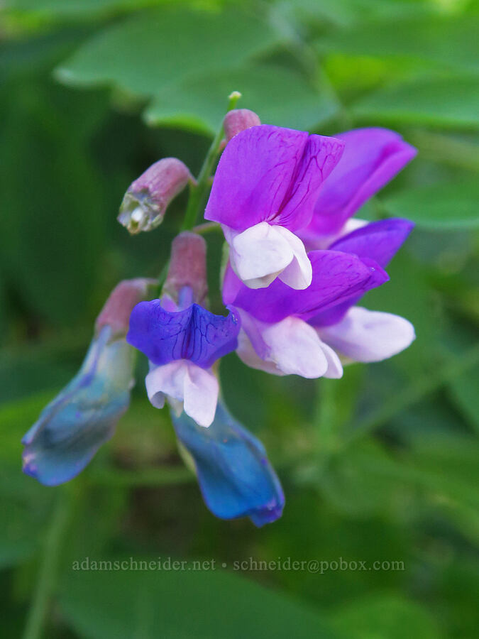 leafy pea-vine (Lathyrus polyphyllus) [Cook and Green Trail, Rogue River-Siskiyou National Forest, Siskiyou County, California]