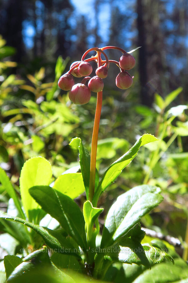 pipsissewa, budding (Chimaphila sp.) [Cook and Green Trail, Rogue River-Siskiyou National Forest, Siskiyou County, California]