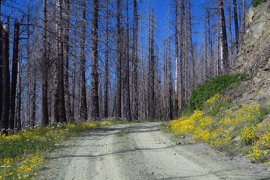 road through wildflowers & burned trees [Forest Road 1055, Rogue River-Siskiyou National Forest, Siskiyou County, California]