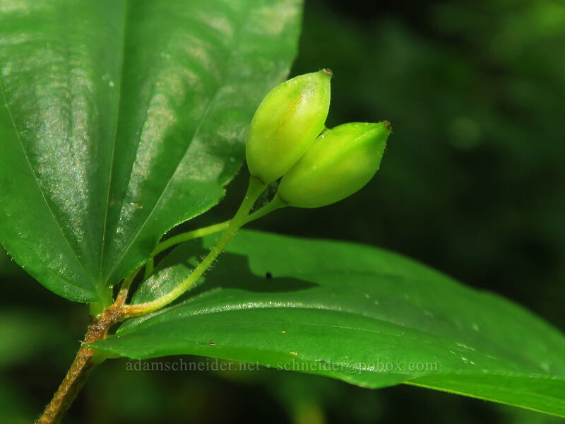 fruit of Smith's fairy-bells (Prosartes smithii (Disporum smithii)) [Wilson River Trail, Tillamook State Forest, Tillamook County, Oregon]