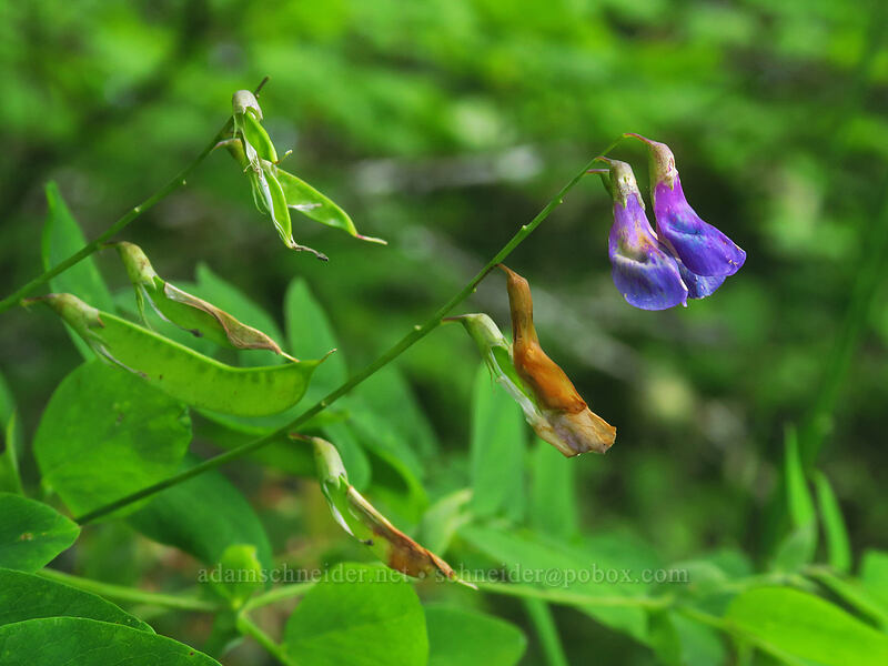 Sierra pea-vine pods & flowers (Lathyrus nevadensis var. nevadensis) [Elk Mountain Trail, Tillamook State Forest, Tillamook County, Oregon]