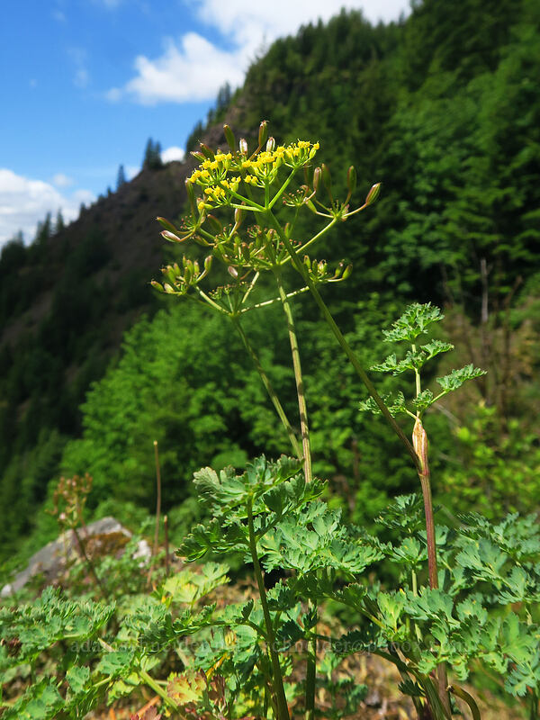Coast Range desert parsley (Lomatium martindalei) [Elk Mountain Trail, Tillamook State Forest, Tillamook County, Oregon]