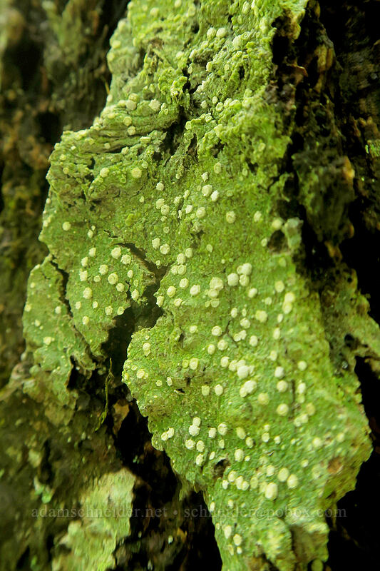 green lichen on tree bark [Elk Mountain Trail, Tillamook State Forest, Tillamook County, Oregon]
